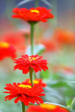 小菊花特写