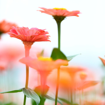 小菊花特写专辑