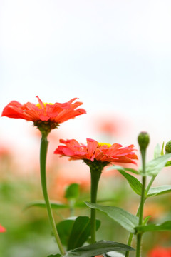 小菊花特写