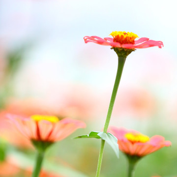 小菊花特写