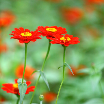 小菊花特写