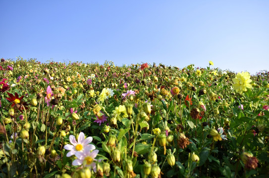 鲜花背景墙