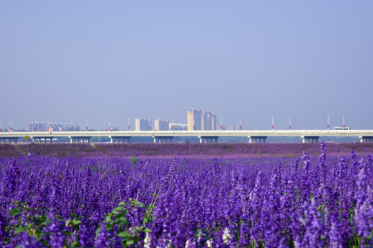 城市薰衣草庄园