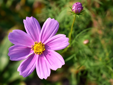 格桑花特写