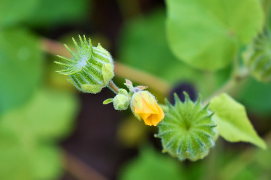 青麻花