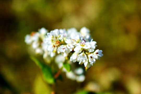 荞麦花特写