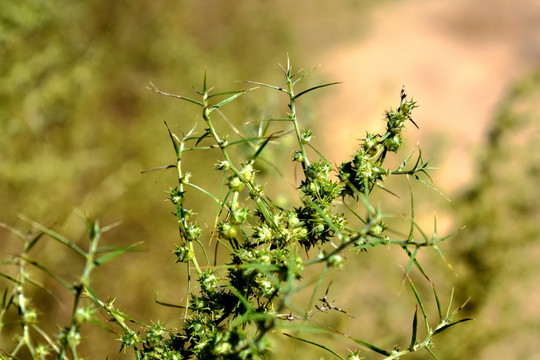 沙坨植物