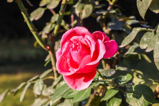 玫瑰花素材