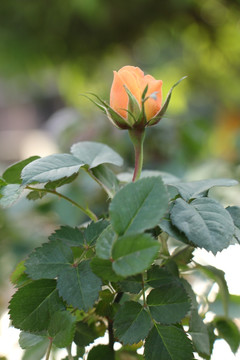 黃色月季花