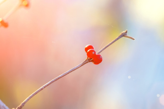 紅色果實(shí)