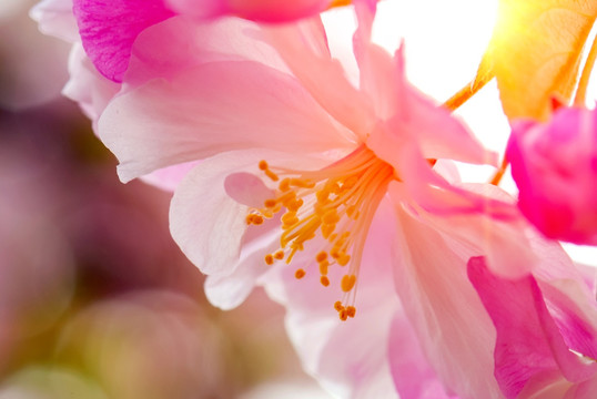 花朵特写