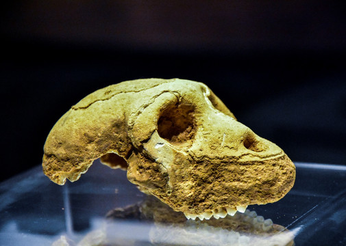 猕猴头盖骨化石