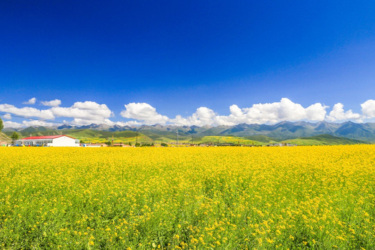 祁连山油菜花