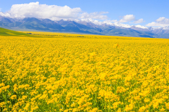 卓尔山油菜花