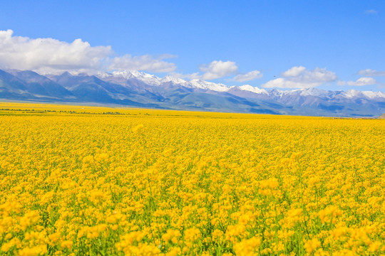 天山油菜花