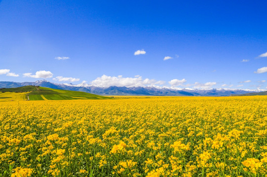 卓爾山油菜花