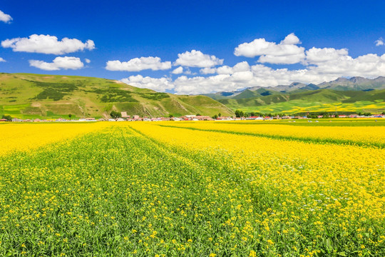 祁连山油菜花