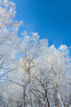 雾凇雪景