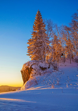 晨曦雪松