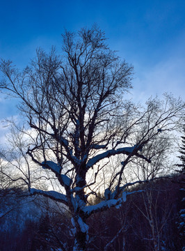 蓝天下的雪树