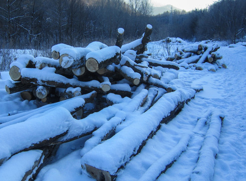 雪中的木材
