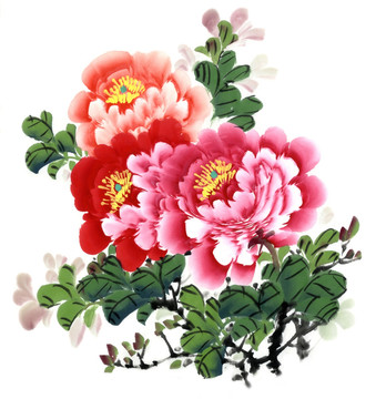 牡丹