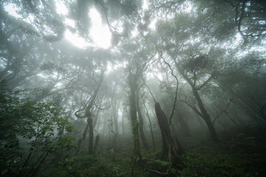 薄雾中的原始森林