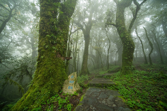 薄雾中的原始森林古树群