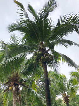 热带植物园林海南风光