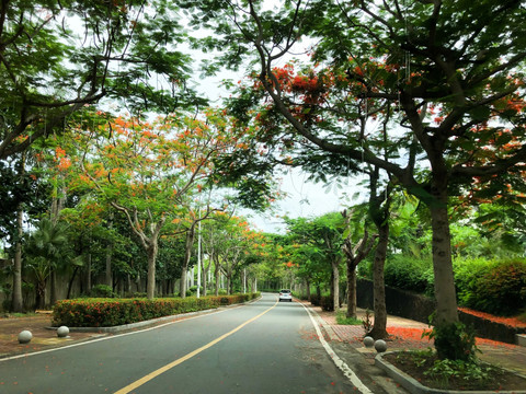 热带植物园林林荫路柏油路