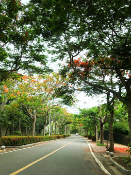 热带植物园林林荫路柏油路