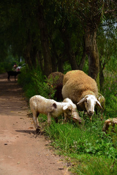 乡村小路旁的绵羊
