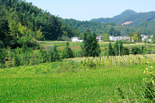 农村农田风景