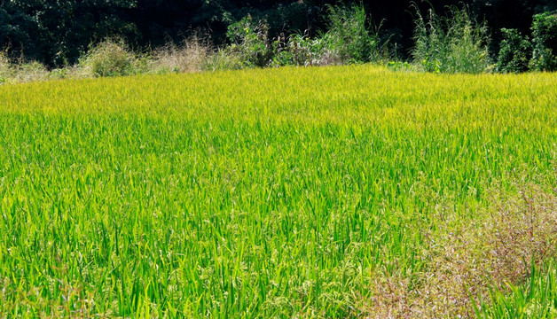 作物栽培水稻农村风景