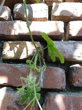 植物老砖墙