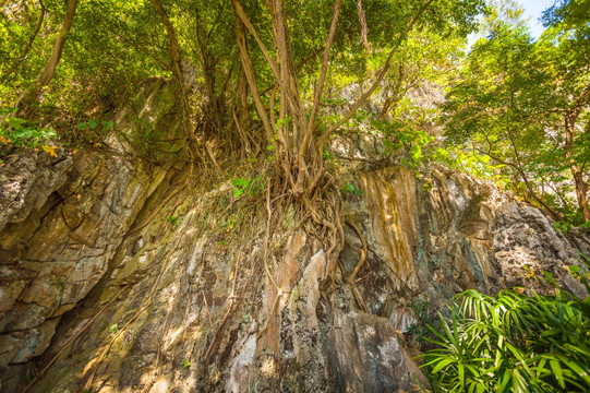 岩石山上的树根