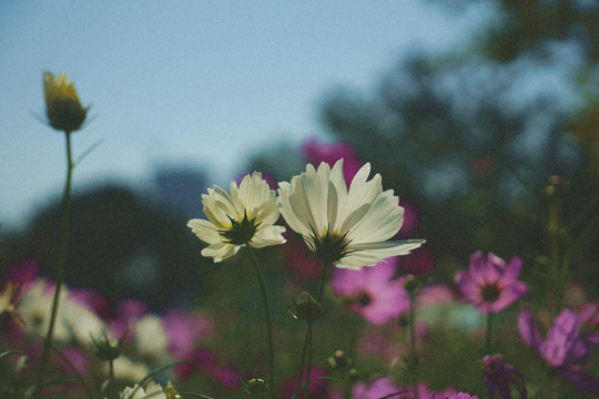 格桑花