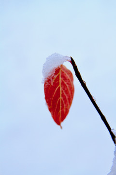 红叶与雪