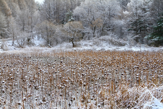 残荷雪景