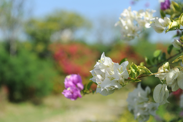 花卉