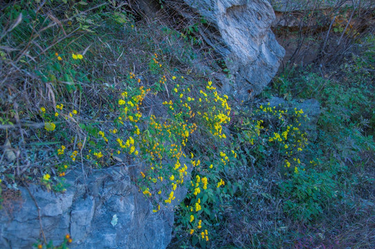 山花