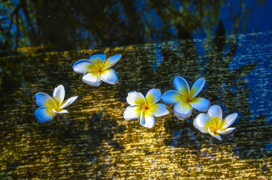 水中漂浮的鸡蛋花