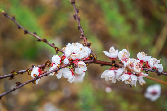 山杏花山桃花