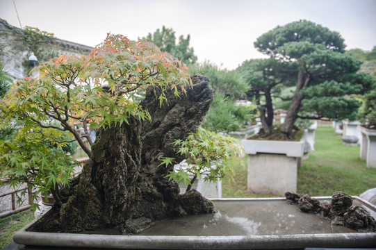 山水盆景