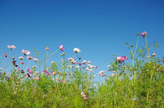 波斯菊