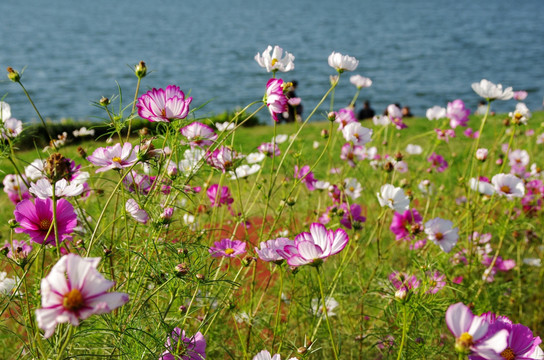 波斯菊