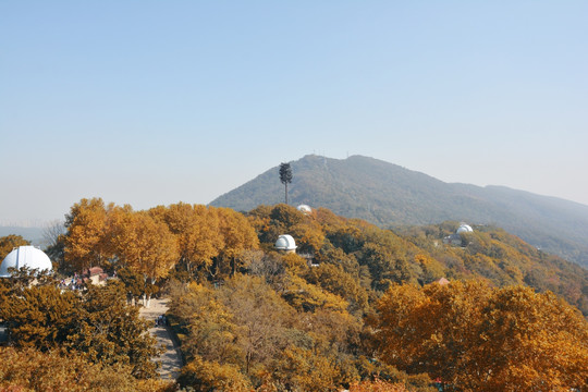 紫金山秋色