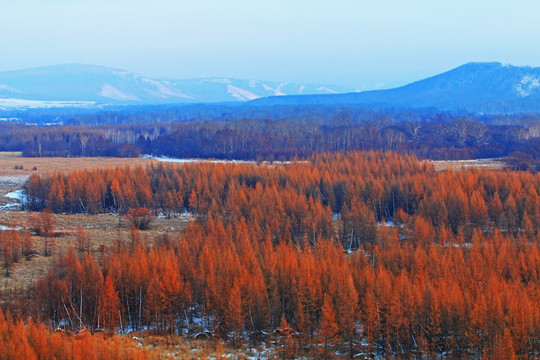 山野红树林雪景