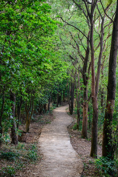 树林小路