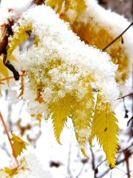 雪下的植物